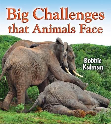 Cover image for Big Challenges that Animals Face