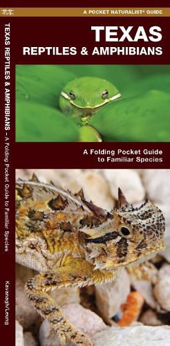 Cover image for Texas Reptiles & Amphibians: A Folding Pocket Guide to Familiar Species