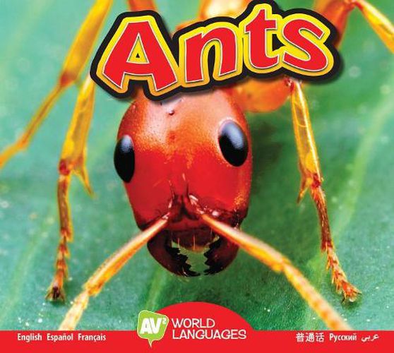 Cover image for Ants