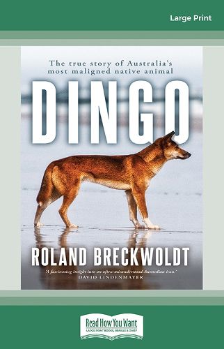 Cover image for Dingo
