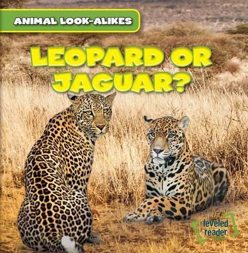 Cover image for Leopard or Jaguar?