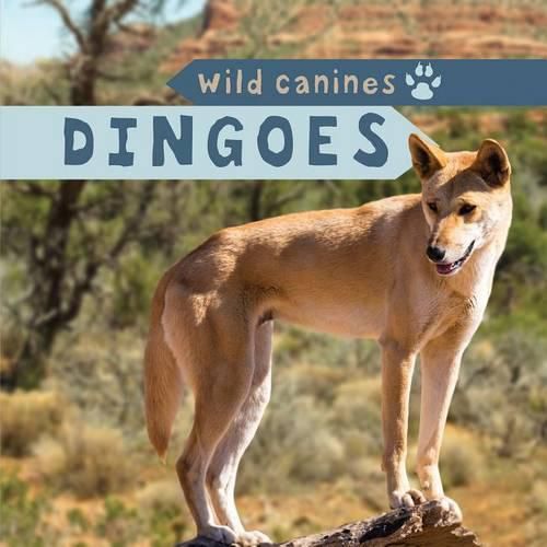 Cover image for Dingoes