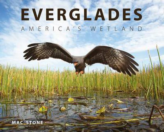 Cover image for Everglades: America's Wetland