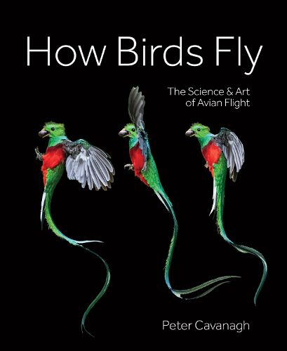 Cover image for How Birds Fly