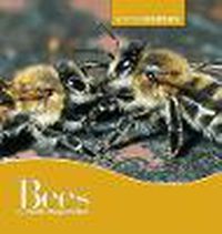 Cover image for Bees