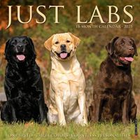 Cover image for Just Labs 2025 12 X 12 Wall Calendar