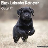 Cover image for Black Labrador Puppies Calendar 2025 Square Dog Puppy Breed Wall Calendar - 16 Month