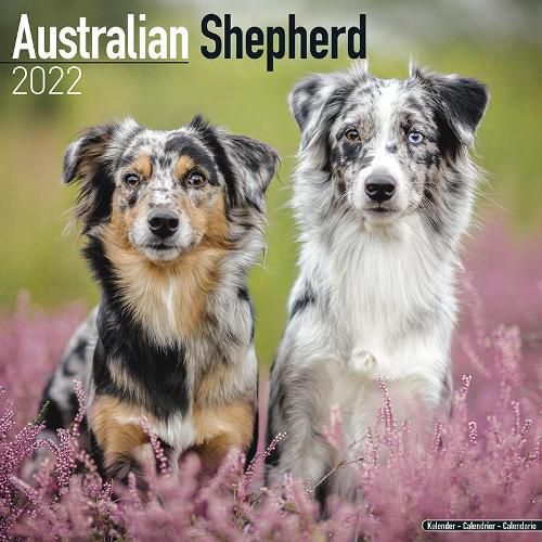 Cover image for Australian Shepherd 2022 Wall Calendar
