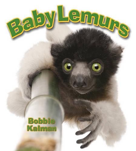 Cover image for Baby Lemurs