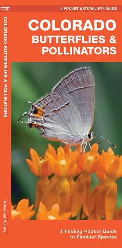 Cover image for Colorado Butterflies & Pollinators: A Folding Pocket Guide to Familiar Species