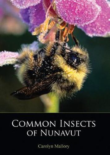 Cover image for Common Insects of Nunavut