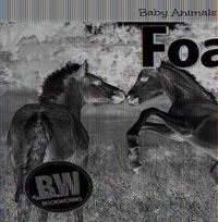 Cover image for Foals
