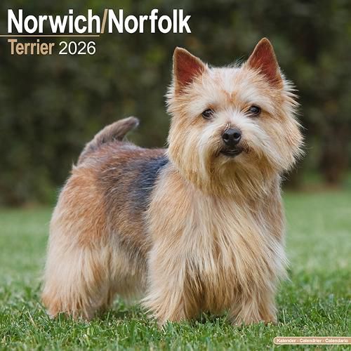 Cover image for Norwich/Norfolk Terrier Calendar 2026 Square Dog Breed Wall Calendar - 16 Month