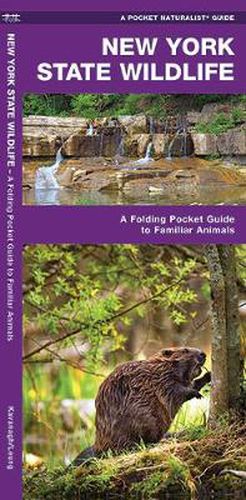 Cover image for New York State Wildlife: A Folding Pocket Guide to Familiar Species