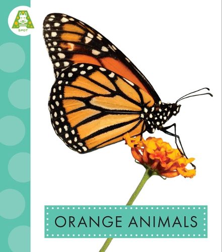 Cover image for Orange Animals