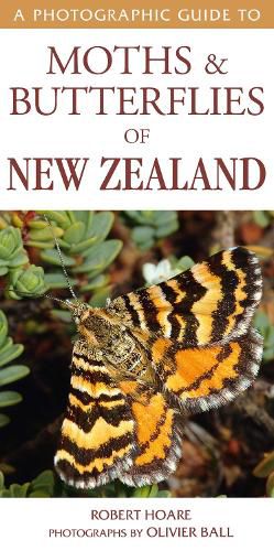 Cover image for A Photographic Guide to Moths & Butterfies of New Zealand
