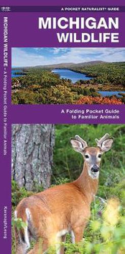 Cover image for Michigan Wildlife: A Folding Pocket Guide to Familiar Species