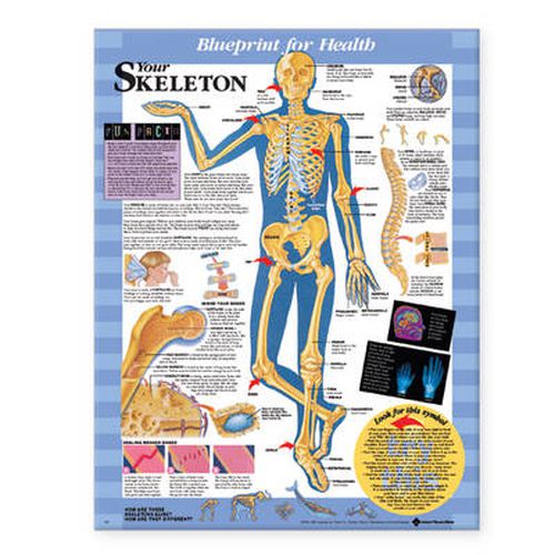 Cover image for Blueprint for Health Your Skeleton Chart