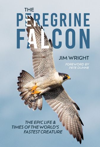 Cover image for The Peregrine Falcon