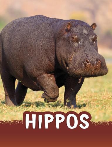 Cover image for Hippos