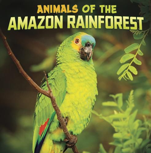 Cover image for Animals of the Amazon Rainforest