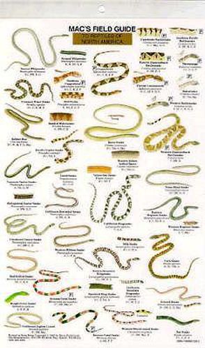 Cover image for Mac's Field Guides: North American Reptiles