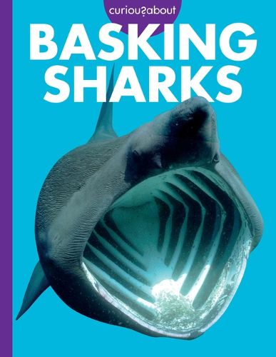 Cover image for Curious about Basking Sharks