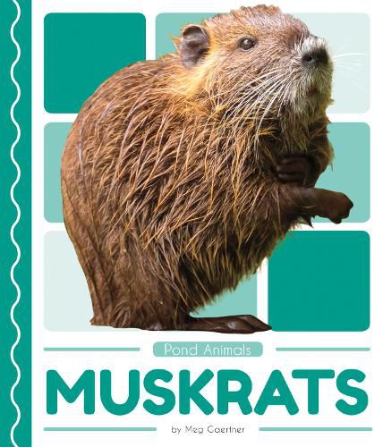 Pond Animals: Muskrats