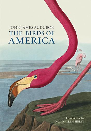 Cover image for The Birds of America