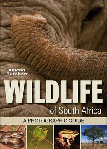 Cover image for Wildlife of South Africa: A Photographic Guide