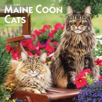 Cover image for Maine Coon Cats 2020 Square Wall Calendar