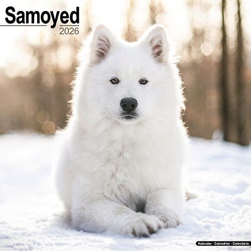 Cover image for Samoyed Calendar 2026 Square Dog Breed Wall Calendar - 16 Month