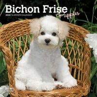 Cover image for Bichon Frise Puppies 2020 Mini Wall Calendar