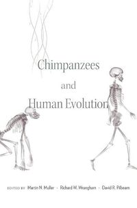 Cover image for Chimpanzees and Human Evolution