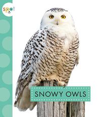 Cover image for Snowy Owls