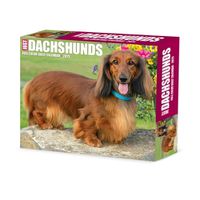 Cover image for Dachshunds 2025 6.2 X 5.4 Box Calendar