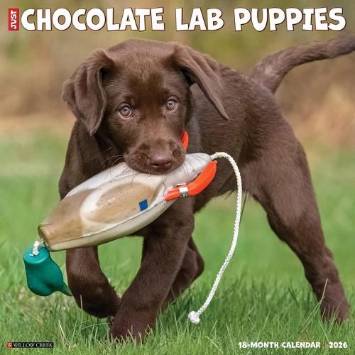 Cover image for Chocolate Lab Puppies 2026 12 X 12 Wall Calendar