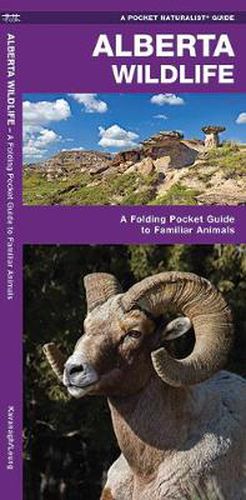 Cover image for Alberta Wildlife: A Folding Pocket Guide to Familiar Species