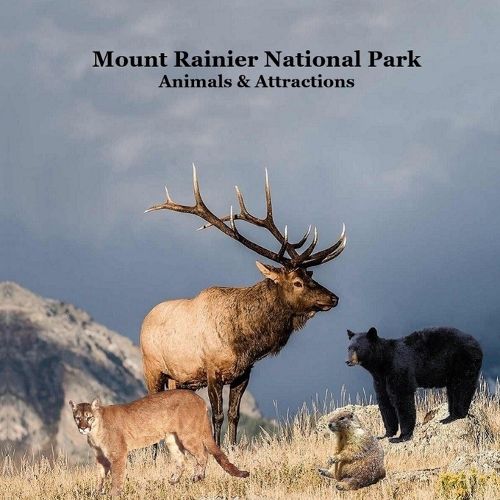 Cover image for Mount Rainier National Park Animals Attractions Kids Book