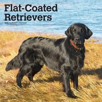 Cover image for Flat Coated Retrievers 2020 Square Wall Calendar