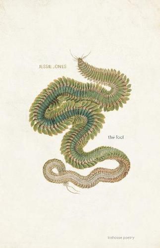 Cover image for Fool