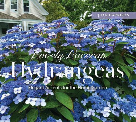 Cover image for Lovely Lacecap Hydrangeas