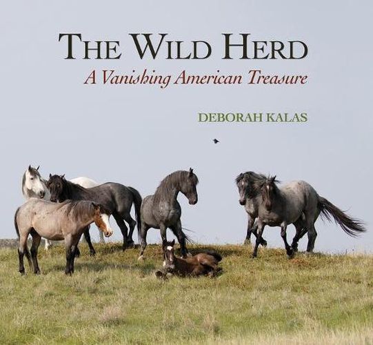 Cover image for The Wild Herd: A Vanishing American Treasure