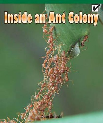 Inside an Ant Colony