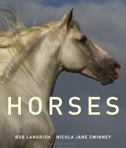 Cover image for Horses