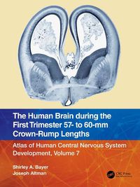 Cover image for The Human Brain during the First Trimester 57- to 60-mm Crown-Rump Lengths