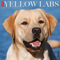 Cover image for Just Yellow Labs 2025 12 X 12 Wall Calendar