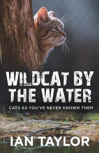 Cover image for Wildcat By The Water