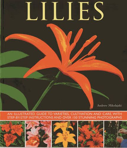 Cover image for Lilies: An Illustrated Guide to Varieties, Cultivation and Care, with Step-by-step Instructions and Over 150 Stunning Photographs