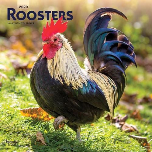 Roosters 2020 Square